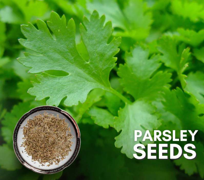 Parsley Seeds 1kg 