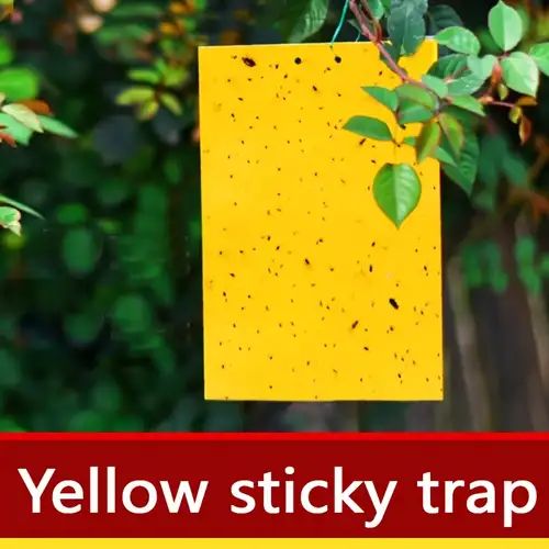  FLY TRAP STICKERS WITH PHERMON